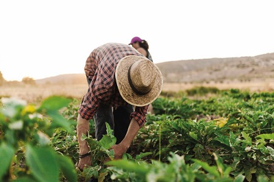 Formulario 4888 SUNAT en Perú: Declaración Jurada de Acogimiento a los Beneficios Tributarios de la Ley de Promoción del Sector Agrario y de la Ley de Promoción y Desarrollo de la Acuicultura